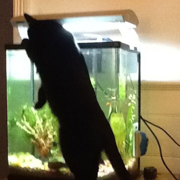 Meet your Posher, Adam - Picture 1 of 1